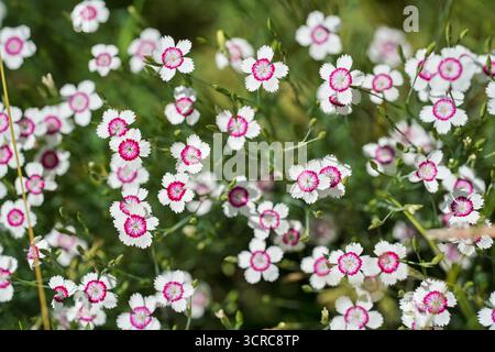 Gruppo di fiori vivaci - Dianthus deltoides Arctic Fire che cresce in giardino, dettaglio ravvicinato Foto Stock