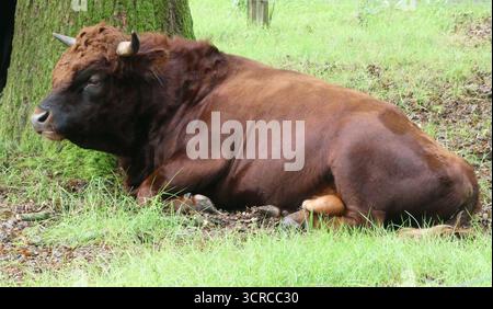 Un toro marrone Dexter poggia sull'erba accanto a un grande tronco di albero. Il toro ha una struttura robusta con un rivestimento liscio e piccole corna curve. Dexter Foto Stock