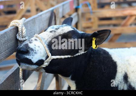 40th Masham Sheep Fair, Masham, North Yorkshire, Inghilterra Foto Stock