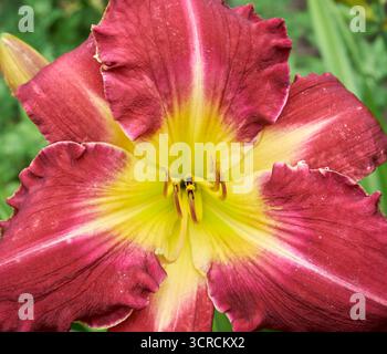 Petali bicolore di giglio rosso e giallo primo piano Foto Stock