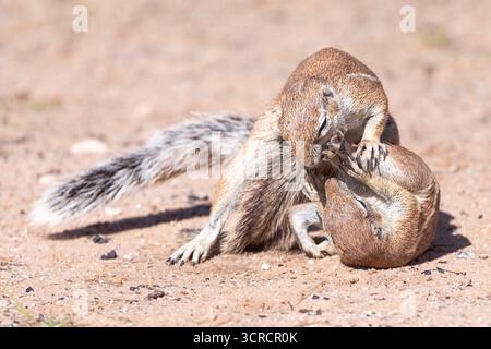 Due scudieri di terra del Capo o del Sudafrica che giocano (Xerus inauris) Kgalagadi Transborder Park, Kalahari, Northern Cape, Sudafrica Foto Stock