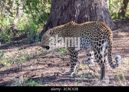Leopardo africano (Panthera pardus), camminando attraverso i boschi a foglia larga del Parco nazionale Kruger, Sudafrica Foto Stock