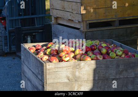 Mele in oliatore di legno Foto Stock