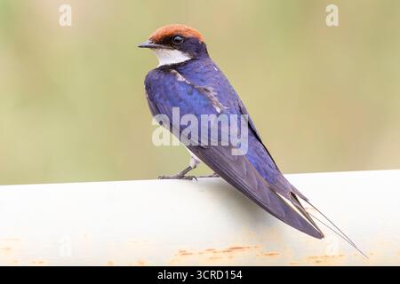Deglutizione a coda di filo (Hirundo smithii) arroccata sul tubo di irrigazione Mpumalanga, Sudafrica Foto Stock