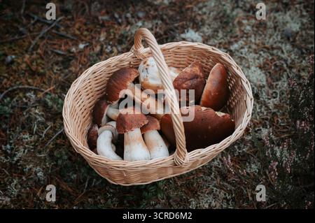 Cesto tradizionale di vimini ripieno di funghi Boletus edulis (porcini) e Boletus Pinophilus (bolete di pino) appena forgiati, coperti da foresta Foto Stock