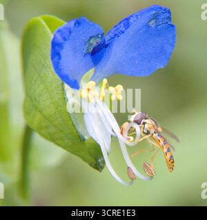 Un piccolo hoverfly che atterra su un piccolo fiore blu Foto Stock