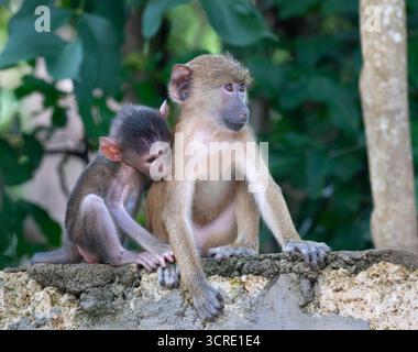 Playng Babies of Yellow Baboon (Papio cynocephalus), Shimoni, Kenya Foto Stock