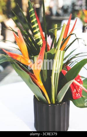 Vista di un bouquet di piante tropicali. Foto Stock