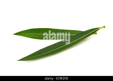 Foglie di oleandro fresche isolate su sfondo bianco Foto Stock