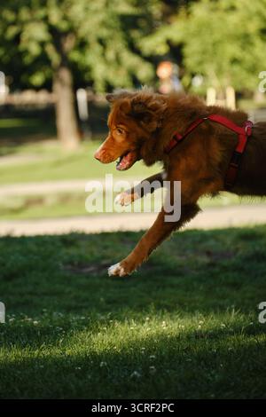 Nova Scotia Duck Tolling Retriever salto a mezz'aria giocosi a bocca aperta in un parco cittadino. Divertente cane da zenzero. Foto Stock