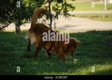 Nova Scotia Duck Tolling Retriever inseguendo una palla da tennis sull'erba verde nel parco. Divertente cane purosangue che gioca nel parco. Foto Stock