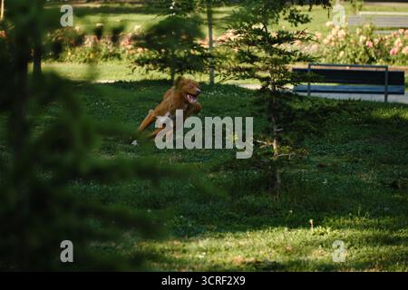 Nova Scotia Duck Tolling Retriever che corre velocemente attraverso l'erba, giocosa ed eccitata nel parco. Foto Stock