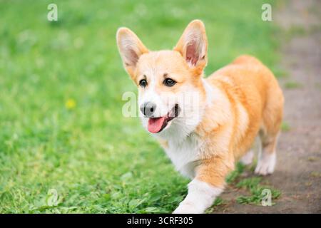 Pembroke Welsh Corgi con la sua lingua fuori camminando lungo un sentiero, da vicino Foto Stock