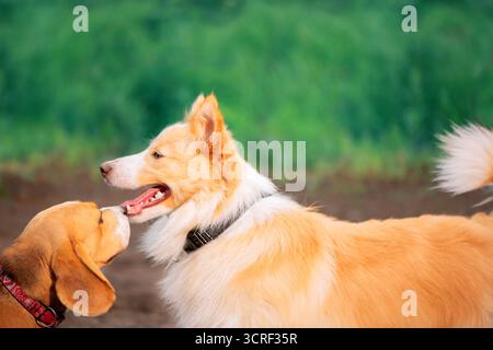 Due cani rossi in piedi faccia a faccia all'aperto, da vicino Foto Stock