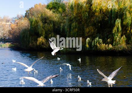 Gabbiani che volano sul fiume Foto Stock