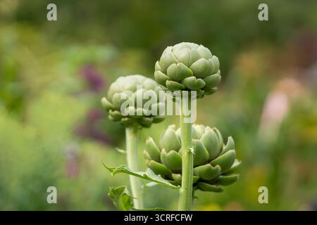Carciofi (Cynara cardunculus var. scolymus) crescere in un giardino. Gemme di fiori di carciofo in un giardino a luglio. Carciofi maturi in giardino, pronti a raccogliere. Foto Stock
