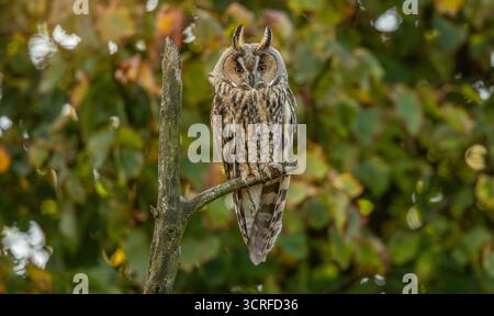 Gufo comune Foto Stock