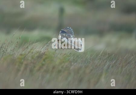 Gufo comune Foto Stock