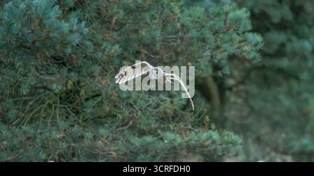 Gufo comune Foto Stock