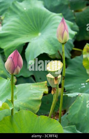 Vista dei vibranti boccioli di loto rosa e delle teste di semi sorgono in mezzo a un mare di lussureggianti gigli verdi, un quadro di bellezza naturale, Kun Ming Shi, Cina. Foto Stock
