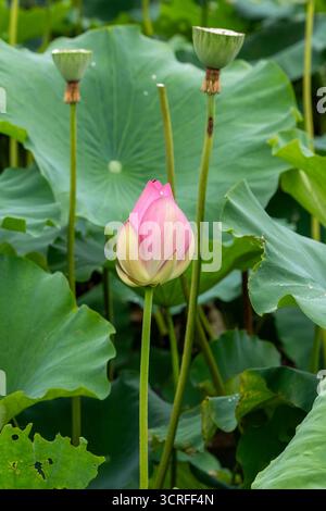 La vista di un bocciolo di loto rosa sorge graziosamente in mezzo a un mare di giglio verdeggianti, con le teste dei semi, a Shi Lin Zhong Lu, Kun Ming Shi, Cina. Foto Stock
