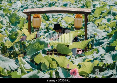 Vista di una persona in un cappello da secchio tra un mare di foglie di loto verde e fiori rosa, incorniciata da una struttura in legno con lanterne sospese, Kunming, Yunnan, Cina. Foto Stock