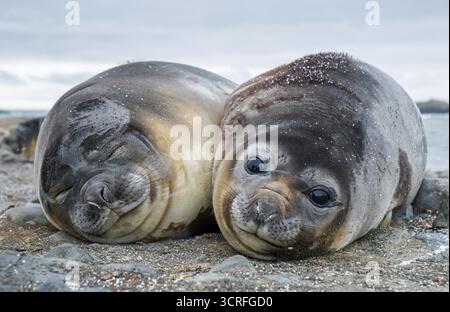 Vista aerea di due foche che poggiano strettamente insieme su una superficie rocciosa, la loro pelle liscia e bagnata contrastante con la ruvida consistenza delle pietre, l'Antartide. Foto Stock
