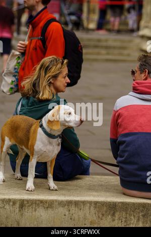 Un cane misto beagle marrone e bianco sta al guinzaglio mentre i suoi proprietari si rilassano in un centro città, York, Yorkshire, Regno Unito. Foto Stock