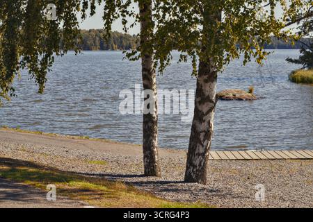 Una tranquilla scena lacustre caratterizzata da alberi di betulla e acque perfettamente calme riflette la bellezza della natura Foto Stock