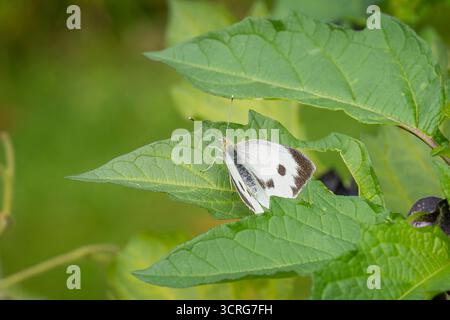 Pieris brassicae, il grande bianco, chiamato anche farfalla di cavolo. Grande farfalla bianca (Pieris brassicae) sulla mela del Perù (nicandra physalodes). Foto Stock
