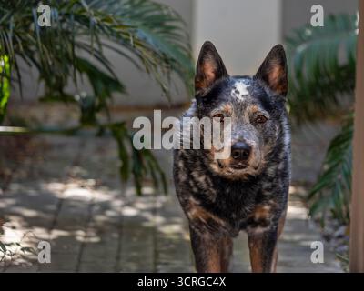 Primo piano di un cane bovino australiano (Blue heeler) in piedi fuori in giardino guardando la macchina fotografica Foto Stock