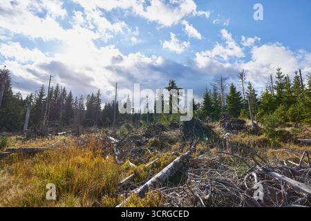 Der Wald beim fast leeren Oderteich am 29.09.2025 im Harz a Niederschsen, Deutschland la foresta presso il quasi vuoto Oderteich nelle montagne Harz il 29 settembre 2025, bassa sassonia, Germania Foto Stock