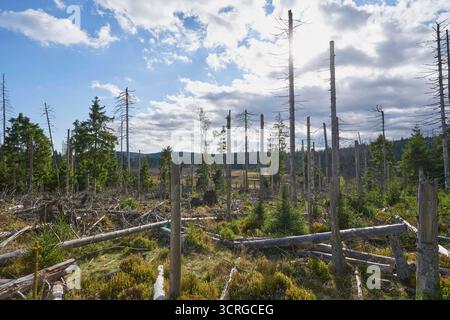Der Wald beim fast leeren Oderteich am 29.09.2025 im Harz a Niederschsen, Deutschland la foresta presso il quasi vuoto Oderteich nelle montagne Harz il 29 settembre 2025, bassa sassonia, Germania Foto Stock