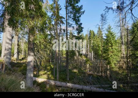 Der Wald beim fast leeren Oderteich am 29.09.2025 im Harz a Niederschsen, Deutschland la foresta presso il quasi vuoto Oderteich nelle montagne Harz il 29 settembre 2025, bassa sassonia, Germania Foto Stock