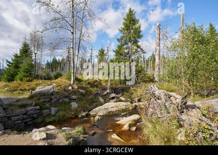 Der Wald beim Zufluss der Rotenbeek in den fast leeren Oderteich am 29.09.2025 im Harz a Niederschsen, Deutschland la foresta all'afflusso del Rotenbeek nell'Oderteich quasi vuoto nelle montagne di Harz il 29 settembre 2025, bassa sassonia, Germania Foto Stock