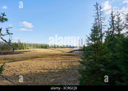Der Wald beim Zufluss der Rotenbeek in den fast leeren Oderteich am 29.09.2025 im Harz a Niederschsen, Deutschland la foresta all'afflusso del Rotenbeek nell'Oderteich quasi vuoto nelle montagne di Harz il 29 settembre 2025, bassa sassonia, Germania Foto Stock