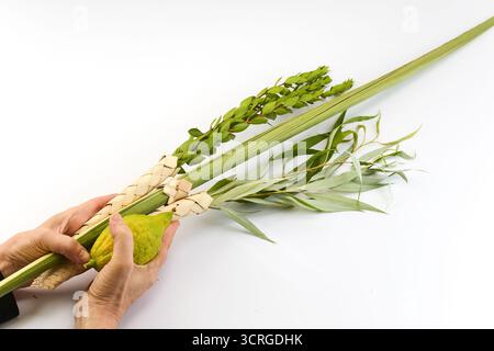 Festa ebraica di Sukkot. Simboli tradizionali Etrog e Lulav nelle mani Foto Stock