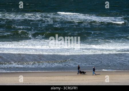 Reise auf die Insel Sylt. Blick in Kampen am Weststrand vom Roten Kliff aus hinab auf die aufgewühlte Nordsee und deren Wellen bei Flut. Touristen spazieren mit Ihrem angeleinten Hund am Strand entlang. Nordfriesland Schleswig-Holstein Deutschland *** gita all'isola di Sylt View a Kampen sulla spiaggia occidentale dalla scogliera Rossa fino al mare del Nord e alle sue onde durante l'alta marea i turisti camminano lungo la spiaggia con il loro cane al guinzaglio North Frisia Schleswig Holstein Germania Foto Stock