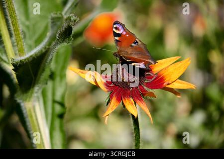 Primo piano di una vibrante farfalla pavone arroccata su un bellissimo fiore rudbeckia hirta, che mostra la bellezza della natura e il delicato equilibrio. Foto Stock