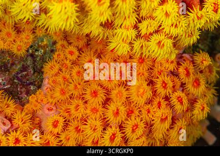 Coppa d'arancia di corallo, Tubastraea coccinea, Raja Ampat Indonesia Foto Stock