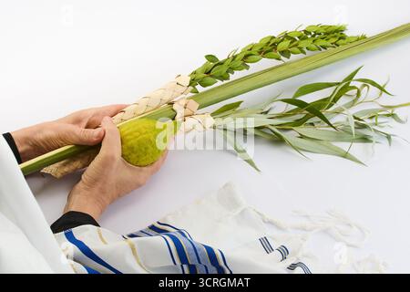 Festa ebraica di Sukkot. Simboli tradizionali Etrog e Lulav nelle mani Foto Stock