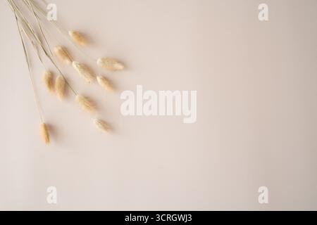 Foglio di carta vuoto con spazio per copie per mockup, soffice erba di coda di coniglio su sfondo beige. Modello di marchio commerciale dal design minimalista. Posizione piatta Foto Stock