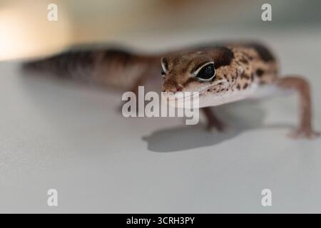 Simpatici Geckos leopardo (Eublepharis Macularius) su sfondo sfocato Foto Stock