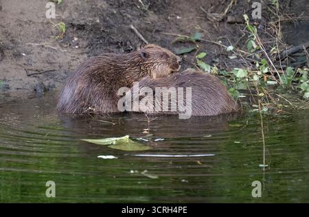 Un paio di castori che si puliscono a vicenda su una riva accanto all'acqua Foto Stock
