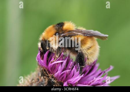 Great Yellow Bumblebee (Bombus distinguendus) gathering nectar from greater knapweed (Centaurea scabiosa) on coastal grassland, Surtherland, Scotland, Foto Stock