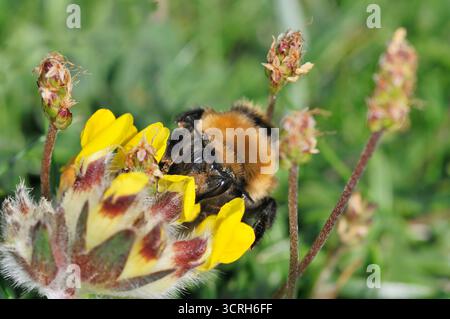 Great Yellow Bumblebee (Bombus distinguendus) gathering nectar from birdsfoot trefoil (Lotus corniculatus) on machair grassland at Northton, Harris Foto Stock