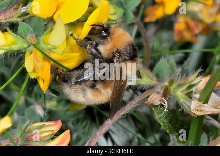 Great Yellow Bumblebee (Bombus distinguendus) gathering nectar from birdsfoot trefoil (Lotus corniculatus) on machair grassland at Northton, Harris Foto Stock
