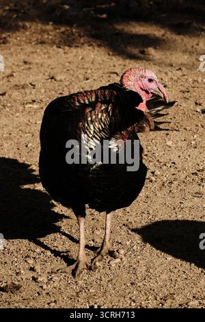 Primo piano di un tacchino selvatico con un sonaglio rosso e piume iridescenti allo zoo di Belgrado. Foto Stock