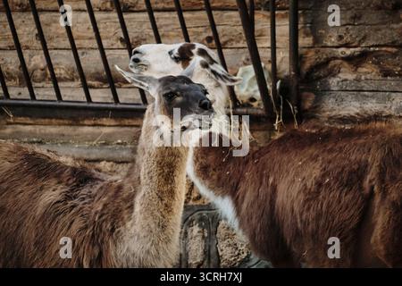 Due lama in piedi vicino a una recinzione di legno, un fieno da masticare, animali sudamericani in un recinto dello zoo. Foto Stock