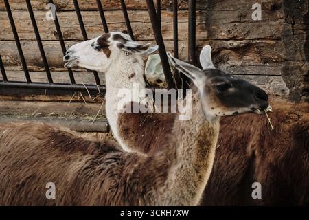 Due lama in piedi vicino a una recinzione di legno, un fieno da masticare, animali sudamericani in un recinto dello zoo. Foto Stock